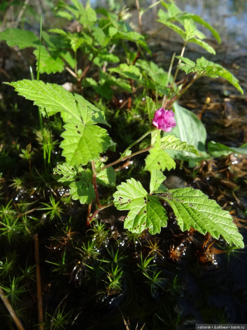 В гости к бабушке Яге! Часть первая. Куклы Хелен Киш (фото 4)