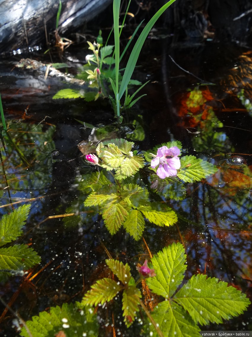 В гости к бабушке Яге! Часть вторая. Куклы Хелен Киш