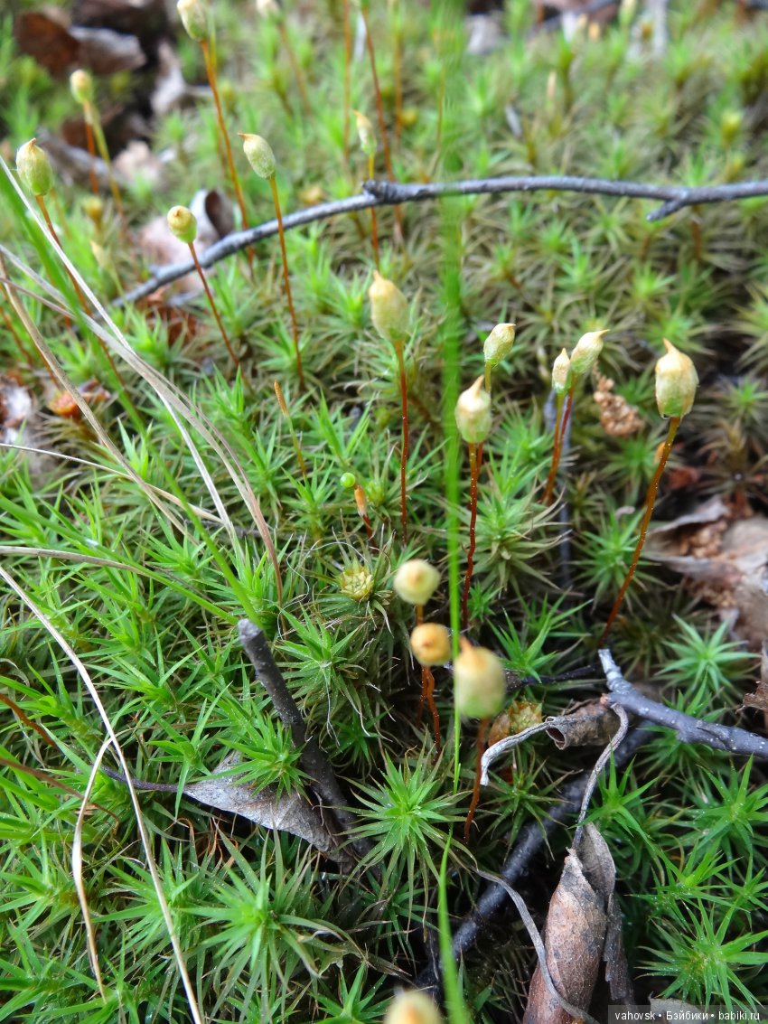 В гости к бабушке Яге! Часть вторая. Куклы Хелен Киш