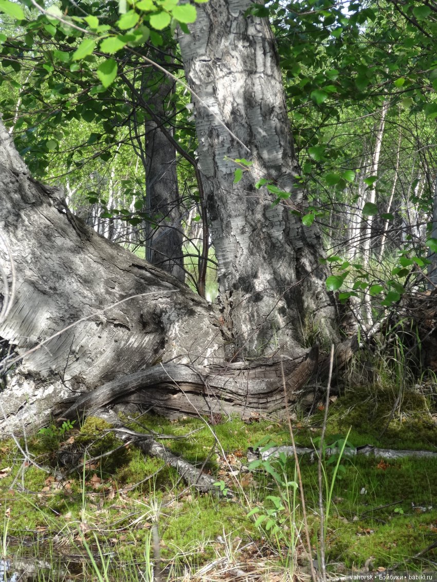 В гости к бабушке Яге! Часть вторая. Куклы Хелен Киш