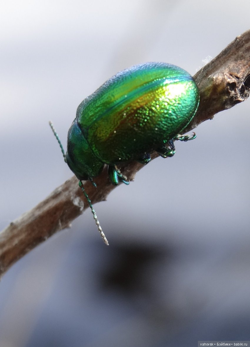 В гости к бабушке Яге! Часть вторая. Куклы Хелен Киш