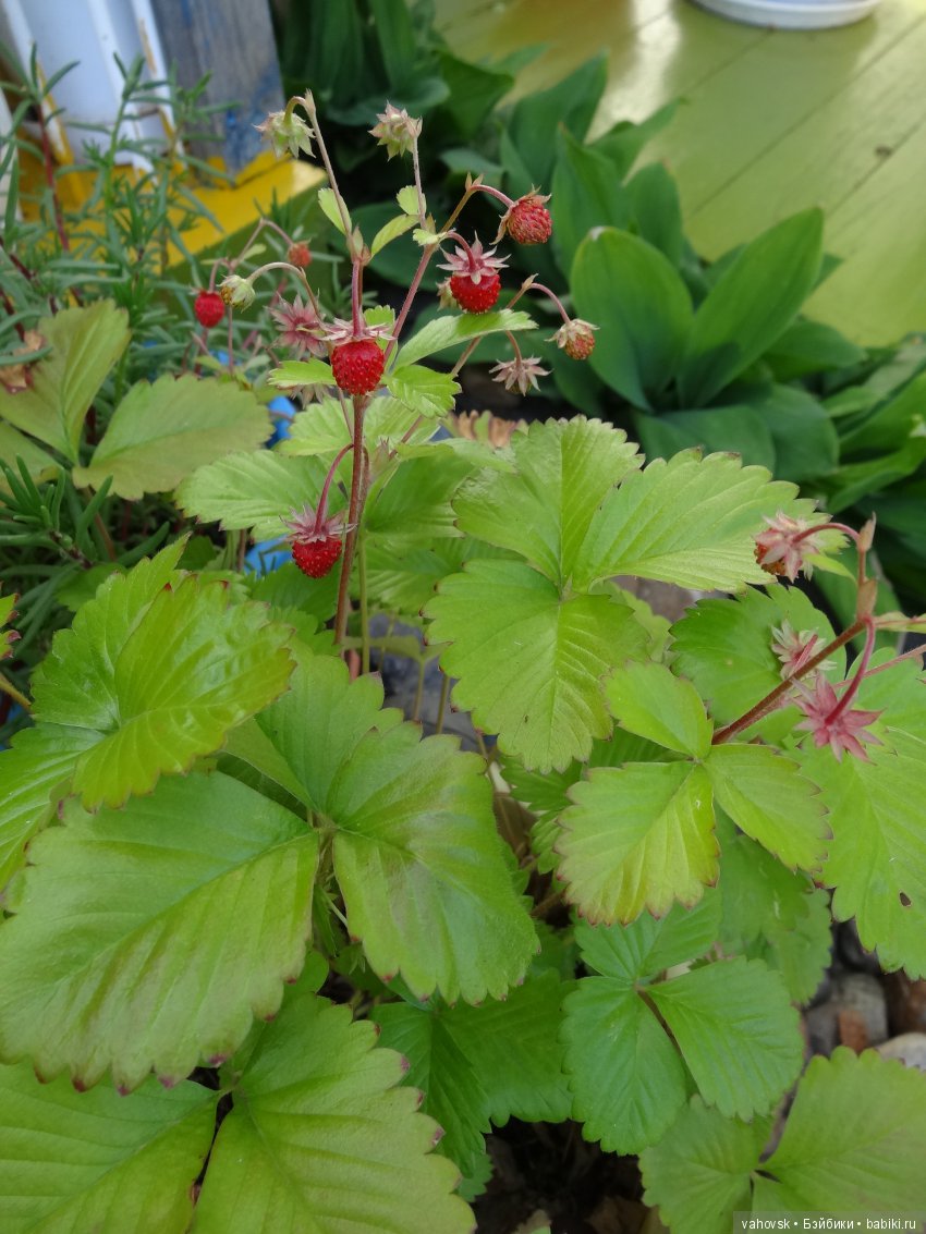 Дом, в котором живут куклы (фото 5)