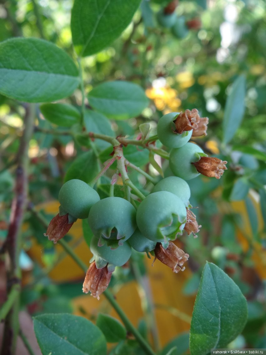 Дом, в котором живут куклы (фото 4)