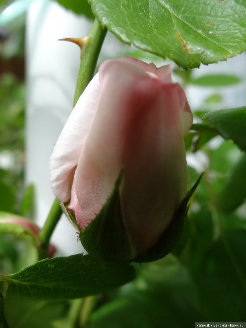 Дом, в котором живут куклы (фото 2)