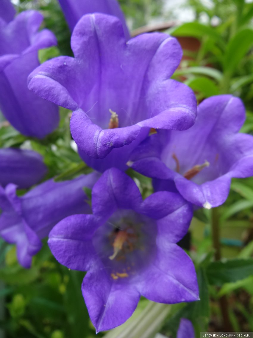 Дом, в котором живут куклы (фото 3)