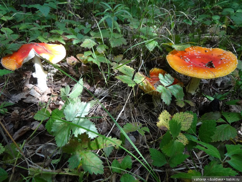 В мире грибов с Мухоморовой Гномочкой! Кукла Хелен Киш (фото 5)