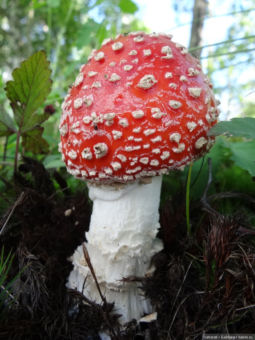 В мире грибов с Мухоморовой Гномочкой! Кукла Хелен Киш (фото 4)