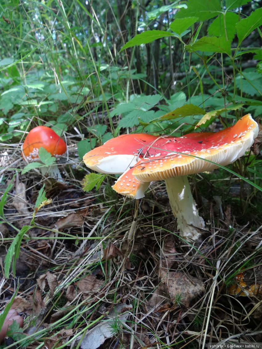 В мире грибов с Мухоморовой Гномочкой! Кукла Хелен Киш (фото 6)