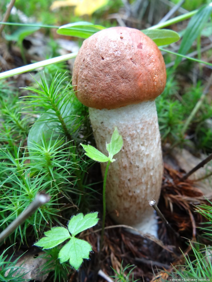 В мире грибов с Мухоморовой Гномочкой! Кукла Хелен Киш