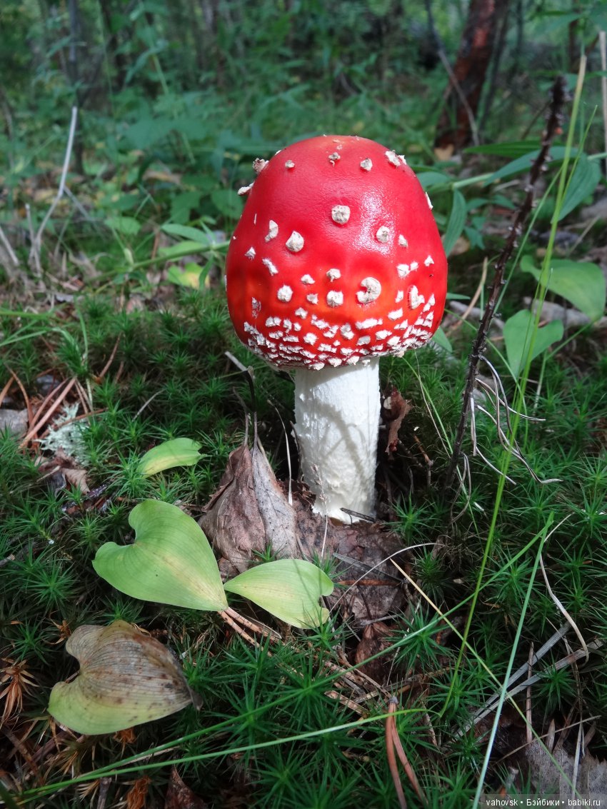 В мире грибов с Мухоморовой Гномочкой! Кукла Хелен Киш