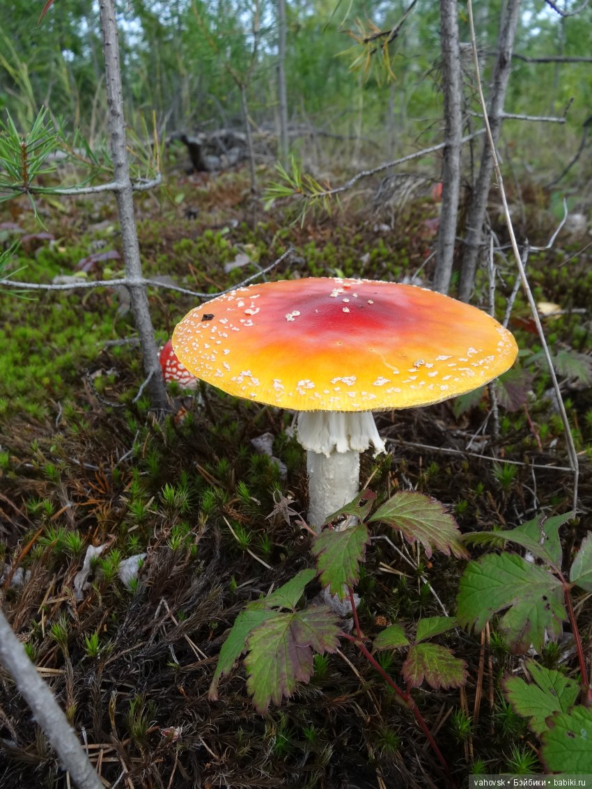 В мире грибов с Мухоморовой Гномочкой! Кукла Хелен Киш