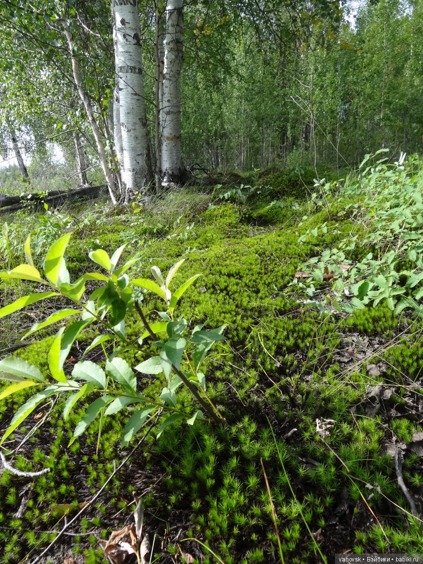 В мире грибов с Мухоморовой Гномочкой! Кукла Хелен Киш