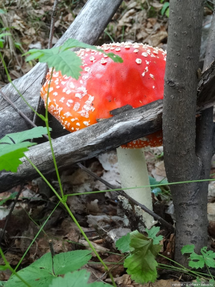 В мире грибов с Мухоморовой Гномочкой! Кукла Хелен Киш (фото 10)