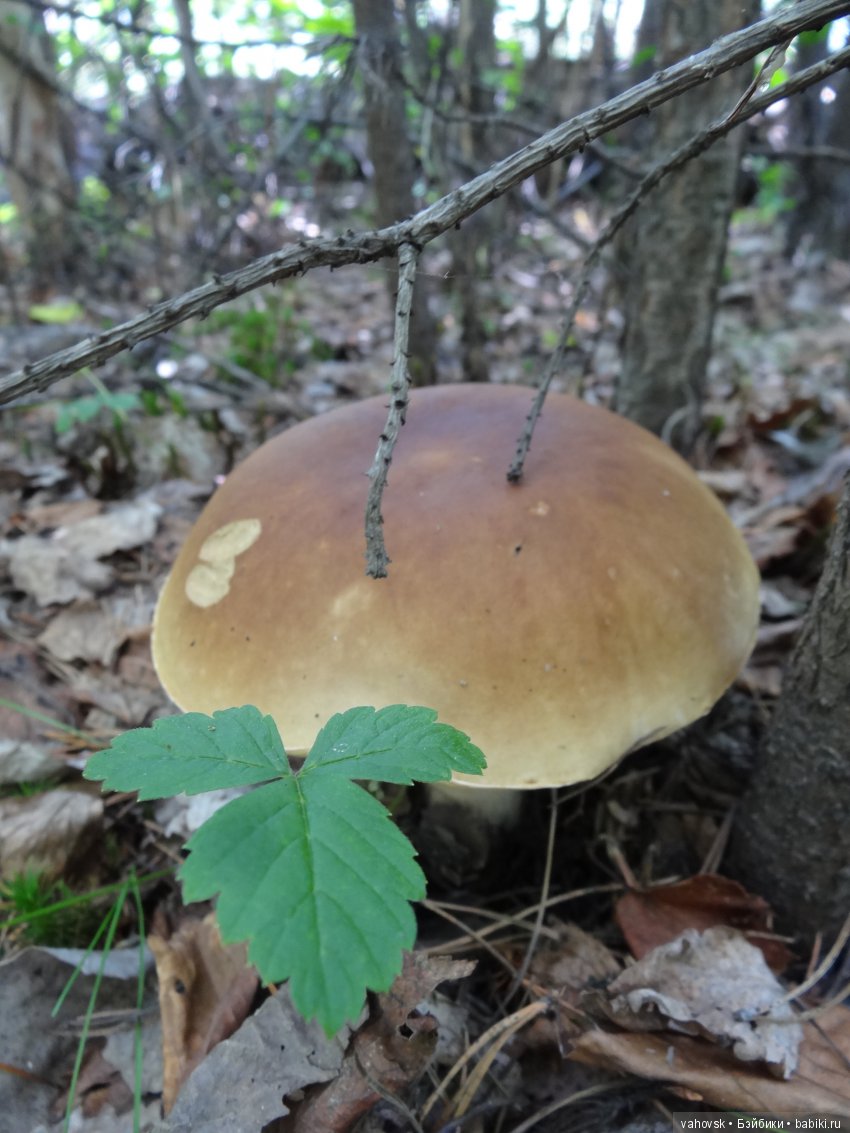 В мире грибов с Мухоморовой Гномочкой! Кукла Хелен Киш