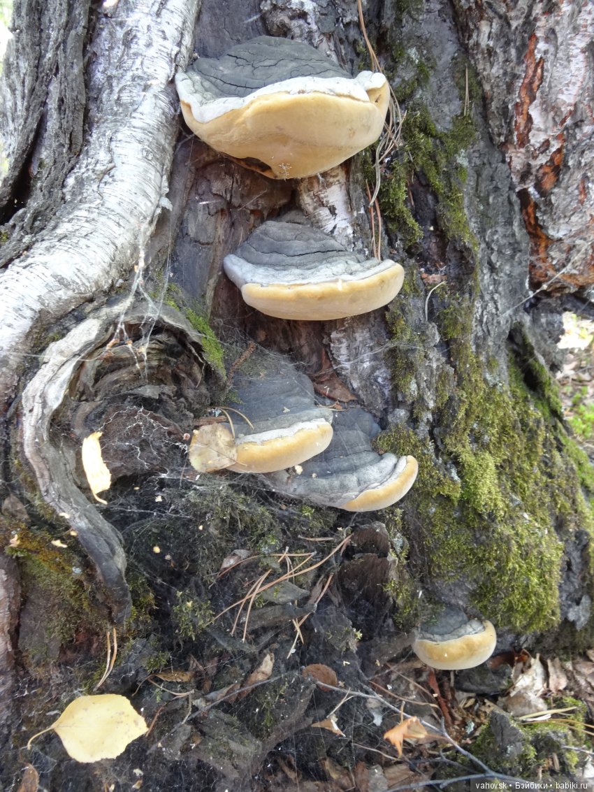 В мире грибов с Мухоморовой Гномочкой! Кукла Хелен Киш