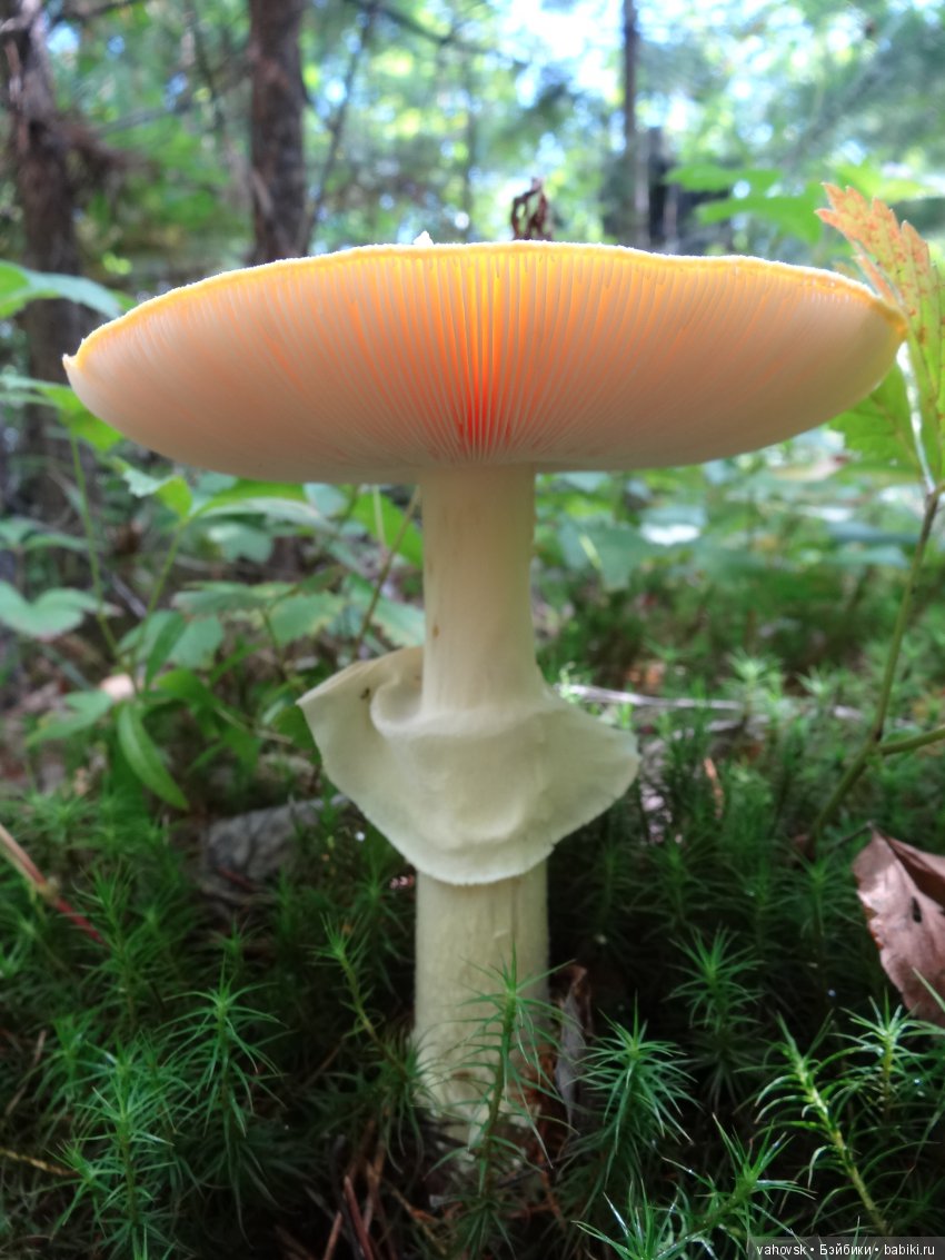 В мире грибов с Мухоморовой Гномочкой! Кукла Хелен Киш (фото 9)