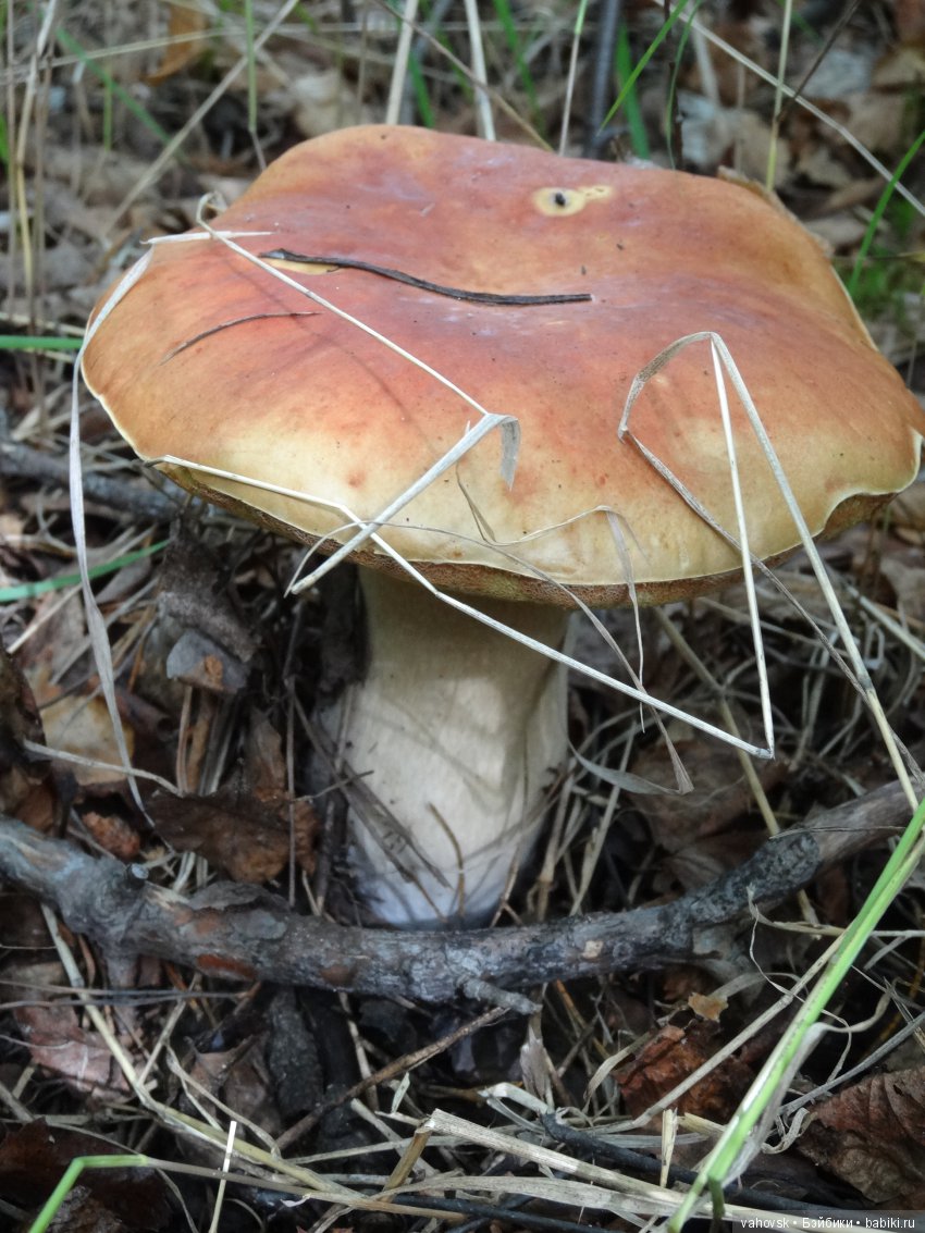 В мире грибов с Мухоморовой Гномочкой! Кукла Хелен Киш