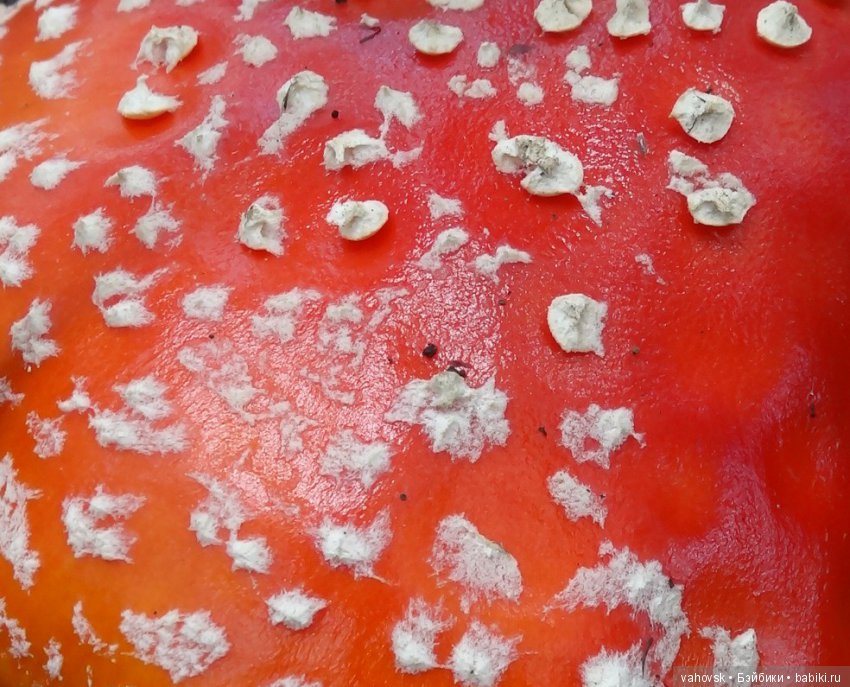 В мире грибов с Мухоморовой Гномочкой! Кукла Хелен Киш