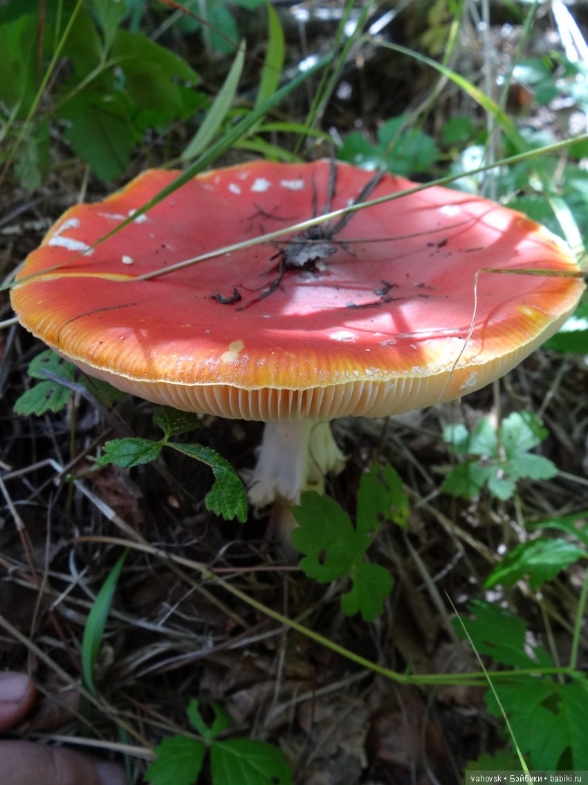 В мире грибов с Мухоморовой Гномочкой! Кукла Хелен Киш (фото 8)