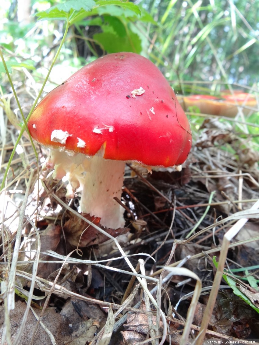 В мире грибов с Мухоморовой Гномочкой! Кукла Хелен Киш (фото 7)