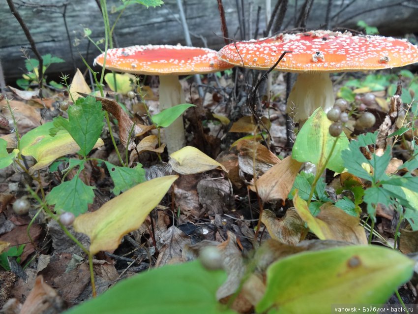 В мире грибов с Мухоморовой Гномочкой! Кукла Хелен Киш