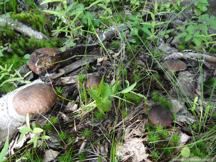 В мире грибов с Мухоморовой Гномочкой! Кукла Хелен Киш