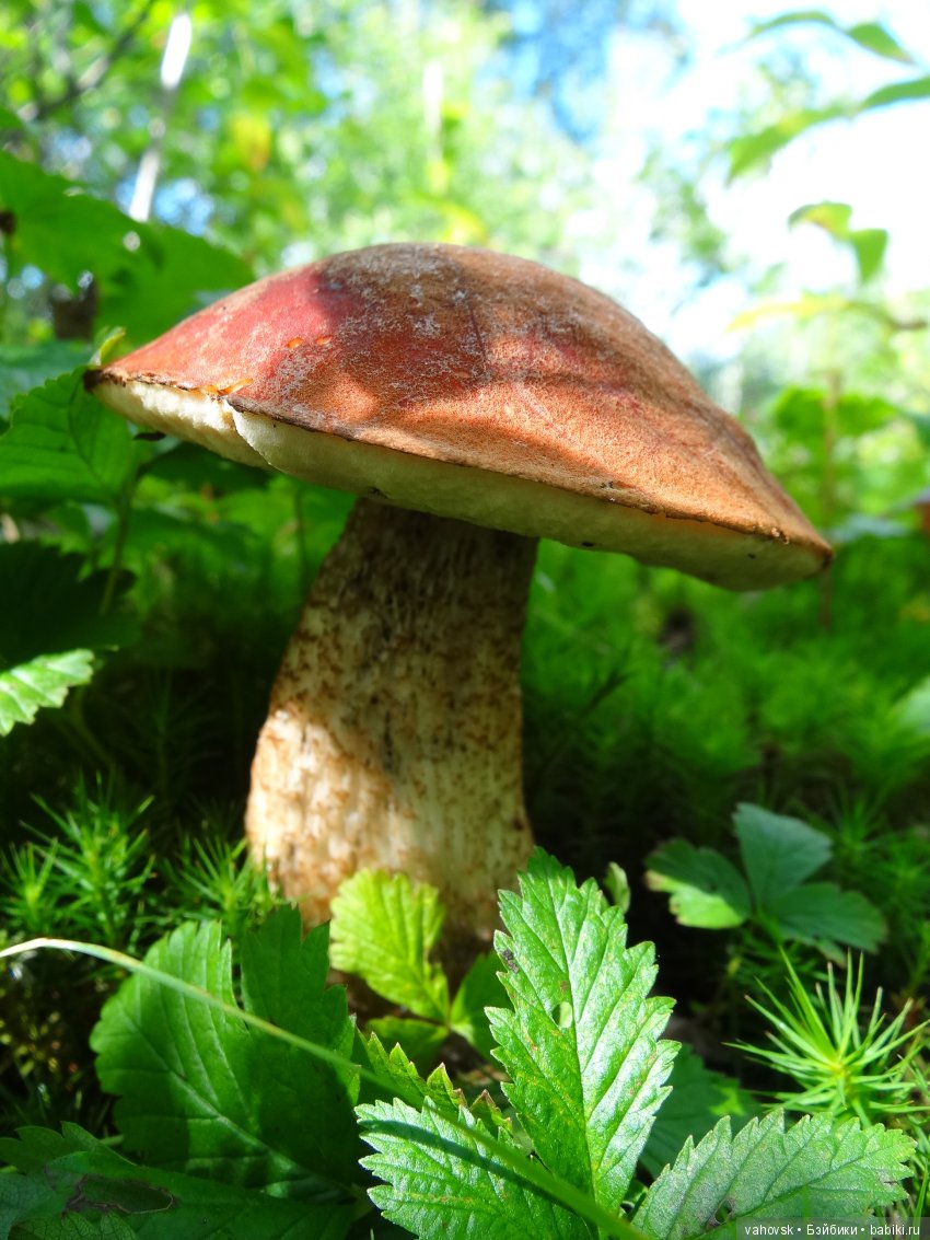 В мире грибов с Мухоморовой Гномочкой! Кукла Хелен Киш