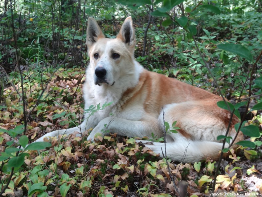 В мире грибов с Мухоморовой Гномочкой! Кукла Хелен Киш