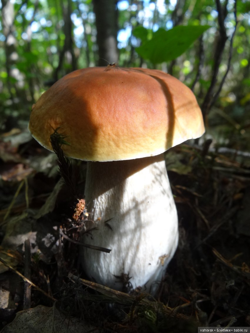 В мире грибов с Мухоморовой Гномочкой! Кукла Хелен Киш