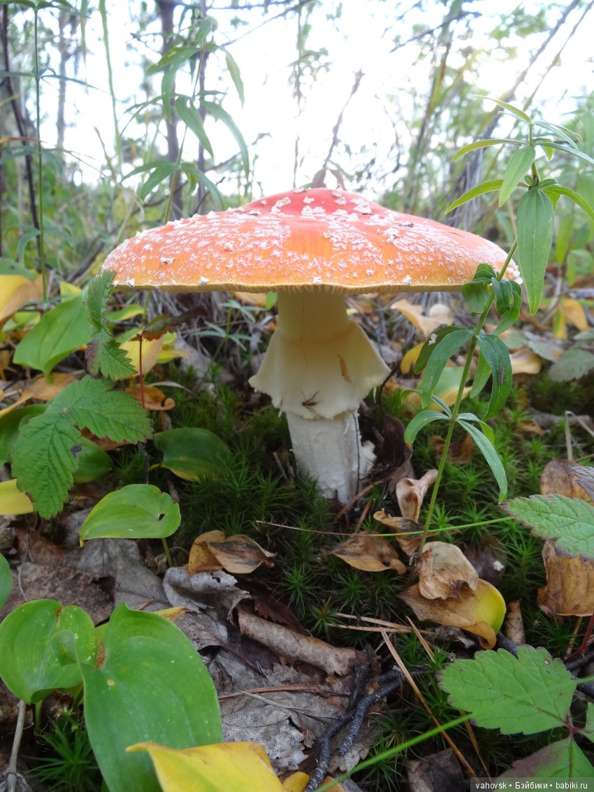 В мире грибов с Мухоморовой Гномочкой! Кукла Хелен Киш