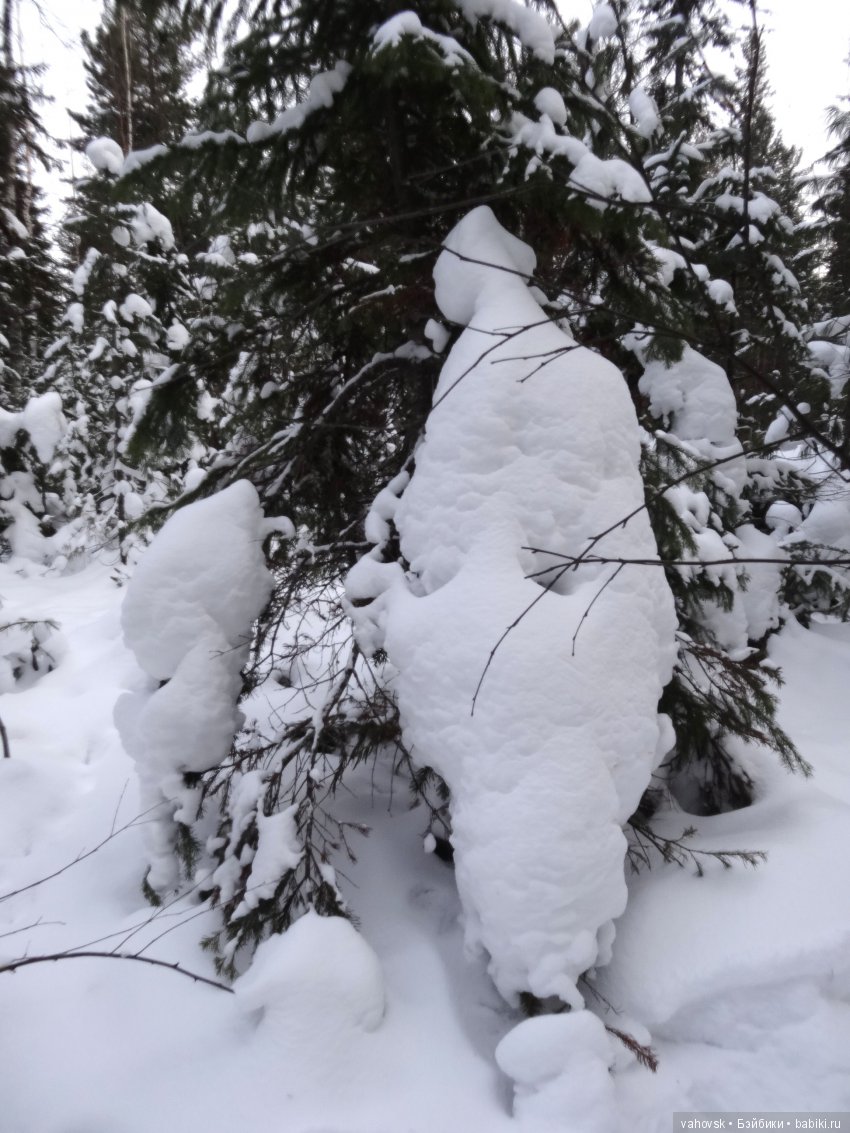Снег,снег, снег... А мы за ёлкой (фото 5)