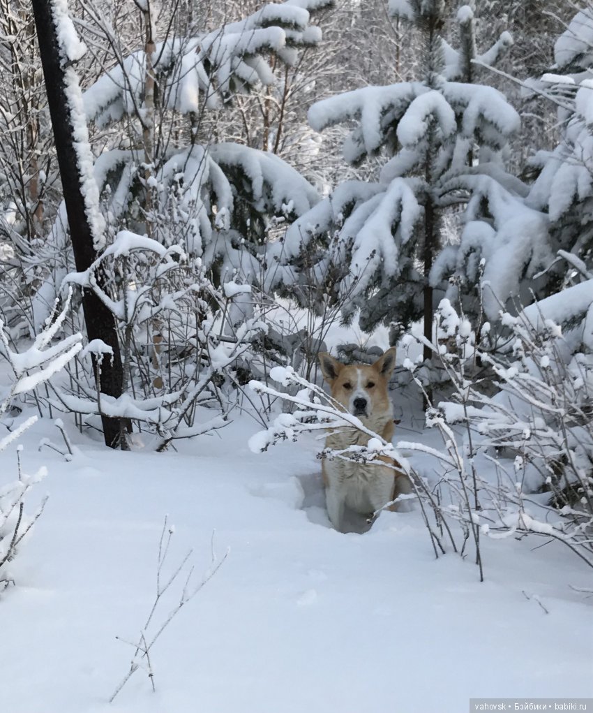 А мир прекрасен в Рождество! Часть вторая. Путешествие на бал (фото 4)