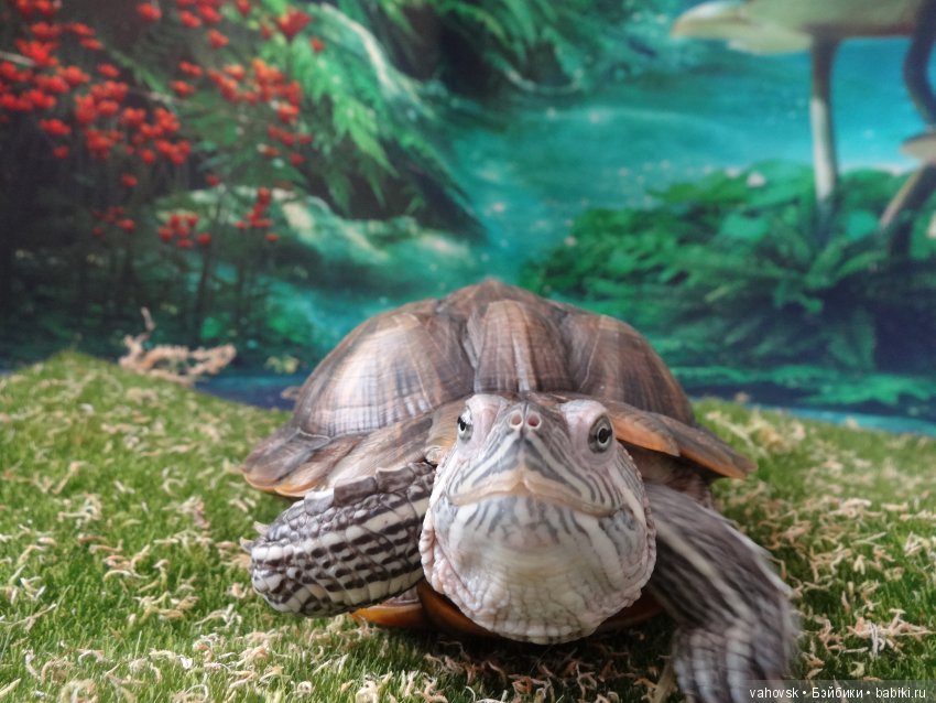 А вы верите в гномов — Куклы Heidi Plusczok (Хайди/Хейди Плюсчок) — фото