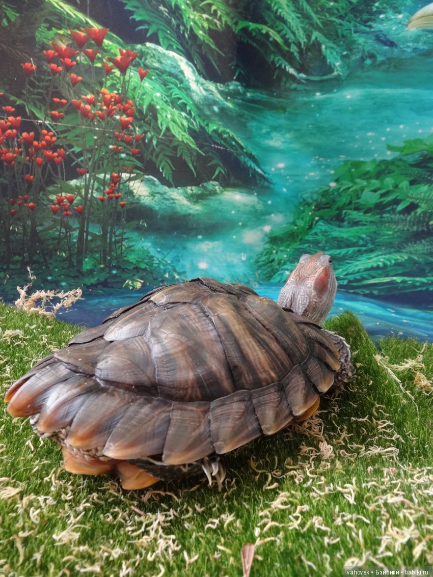 А вы верите в гномов — Куклы Heidi Plusczok (Хайди/Хейди Плюсчок) — фото