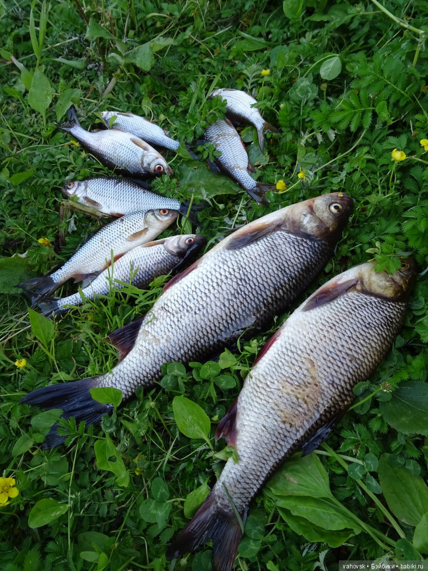 "Русалочка" из параллельного мира (фото 5)