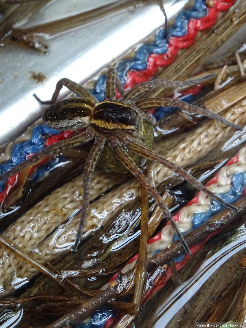 "Русалочка" из параллельного мира (фото 3)