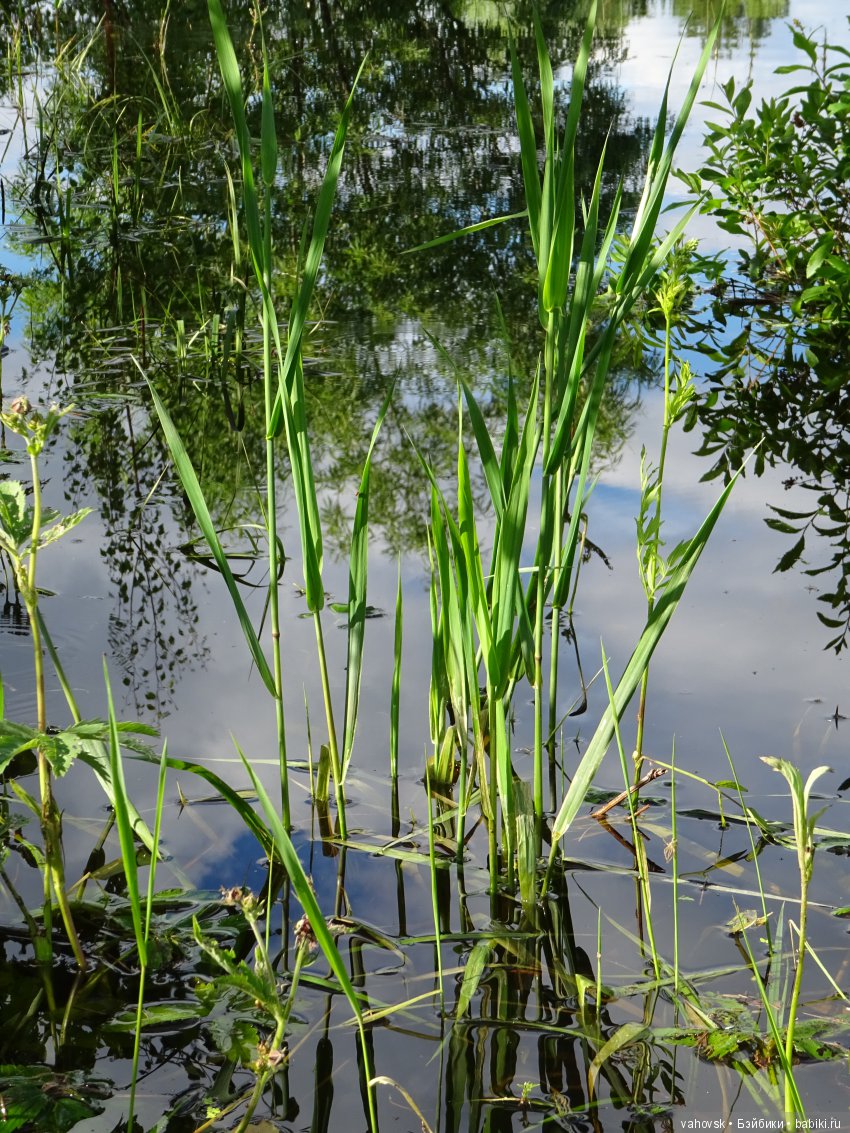 "Русалочка" из параллельного мира (фото 7)