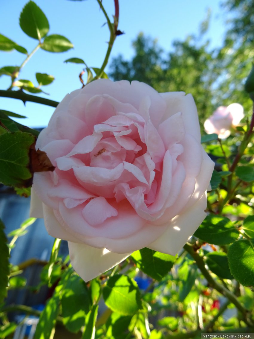 Знакомьтесь: новый житель в моей кукольной семье