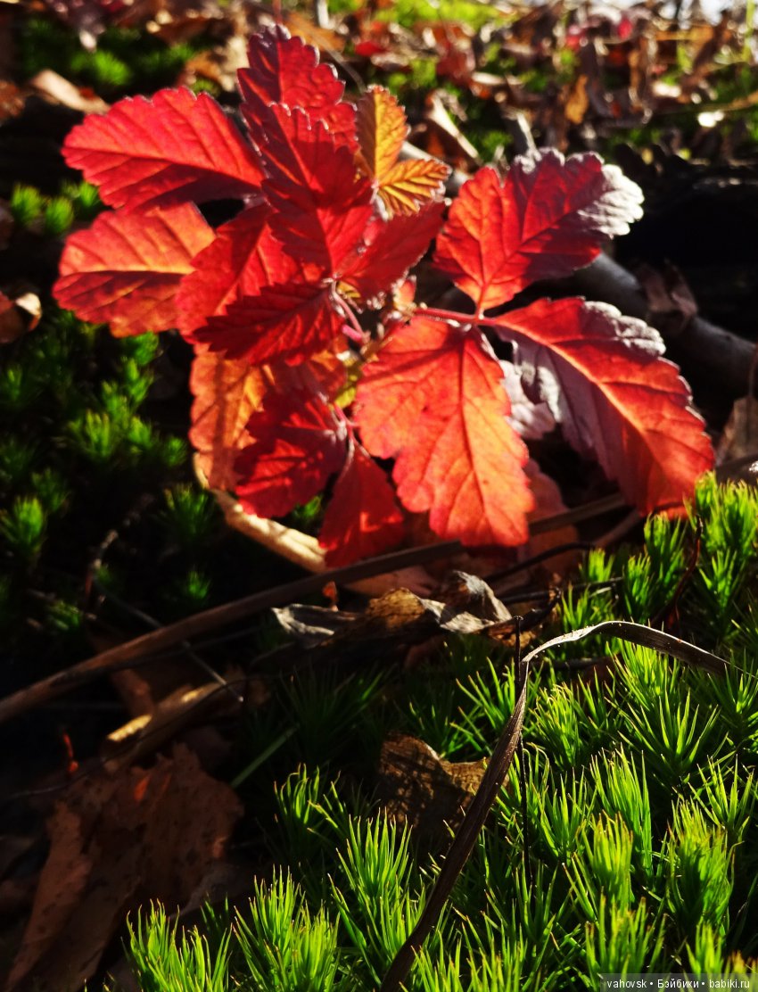 А с тёплой осенью не хочется прощаться