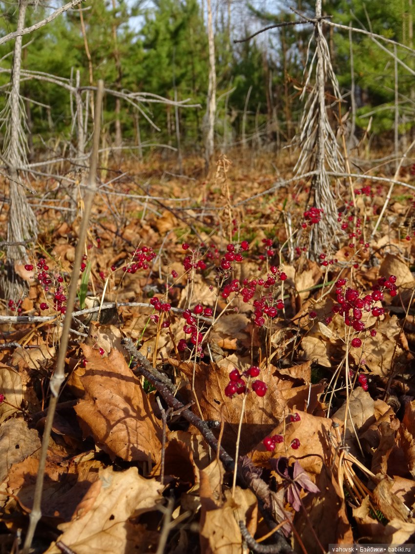 А с тёплой осенью не хочется прощаться (фото 10)