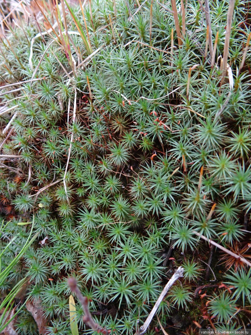 Хейферд или просто Ева. Кукла Марианн Ольденбург