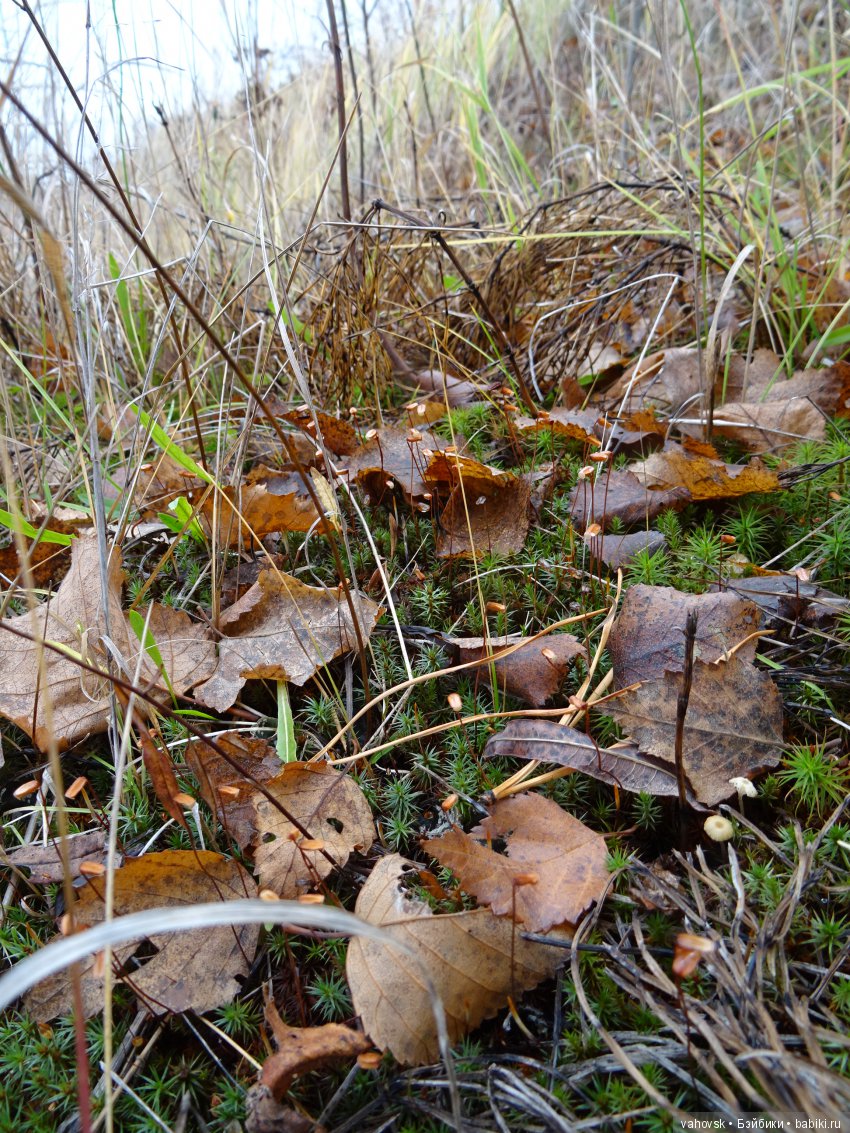 Хейферд или просто Ева. Кукла Марианн Ольденбург