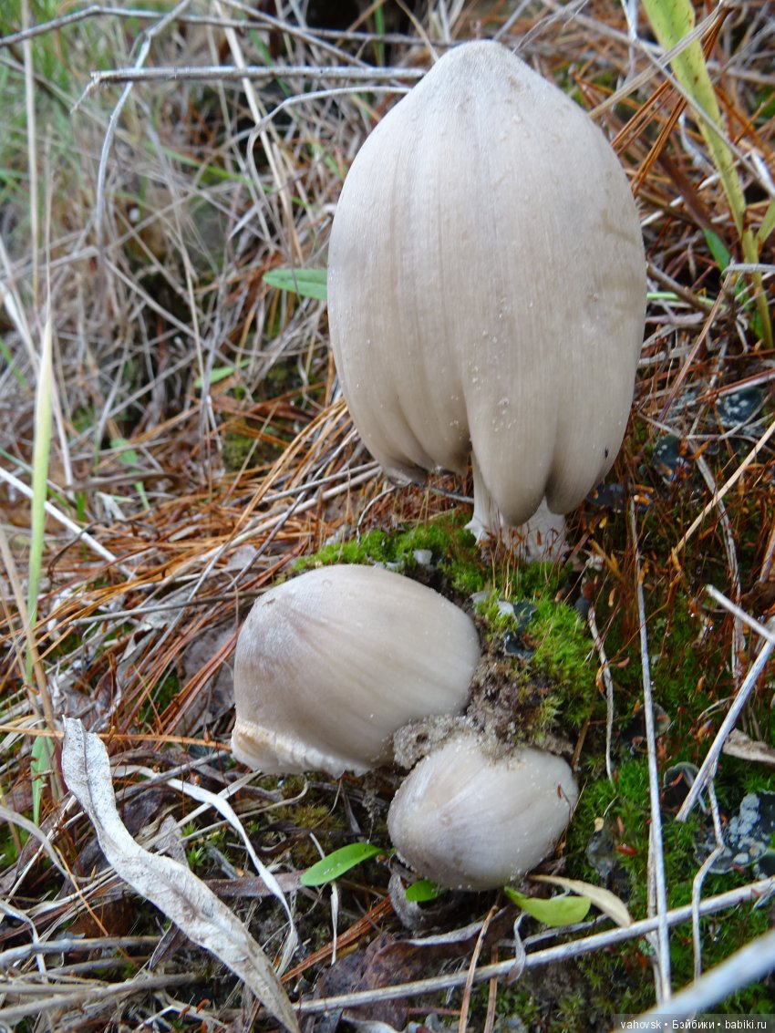 Хейферд или просто Ева. Кукла Марианн Ольденбург