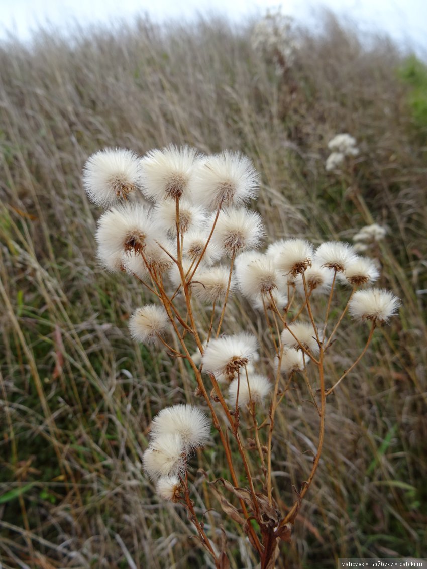 Хейферд или просто Ева. Кукла Марианн Ольденбург