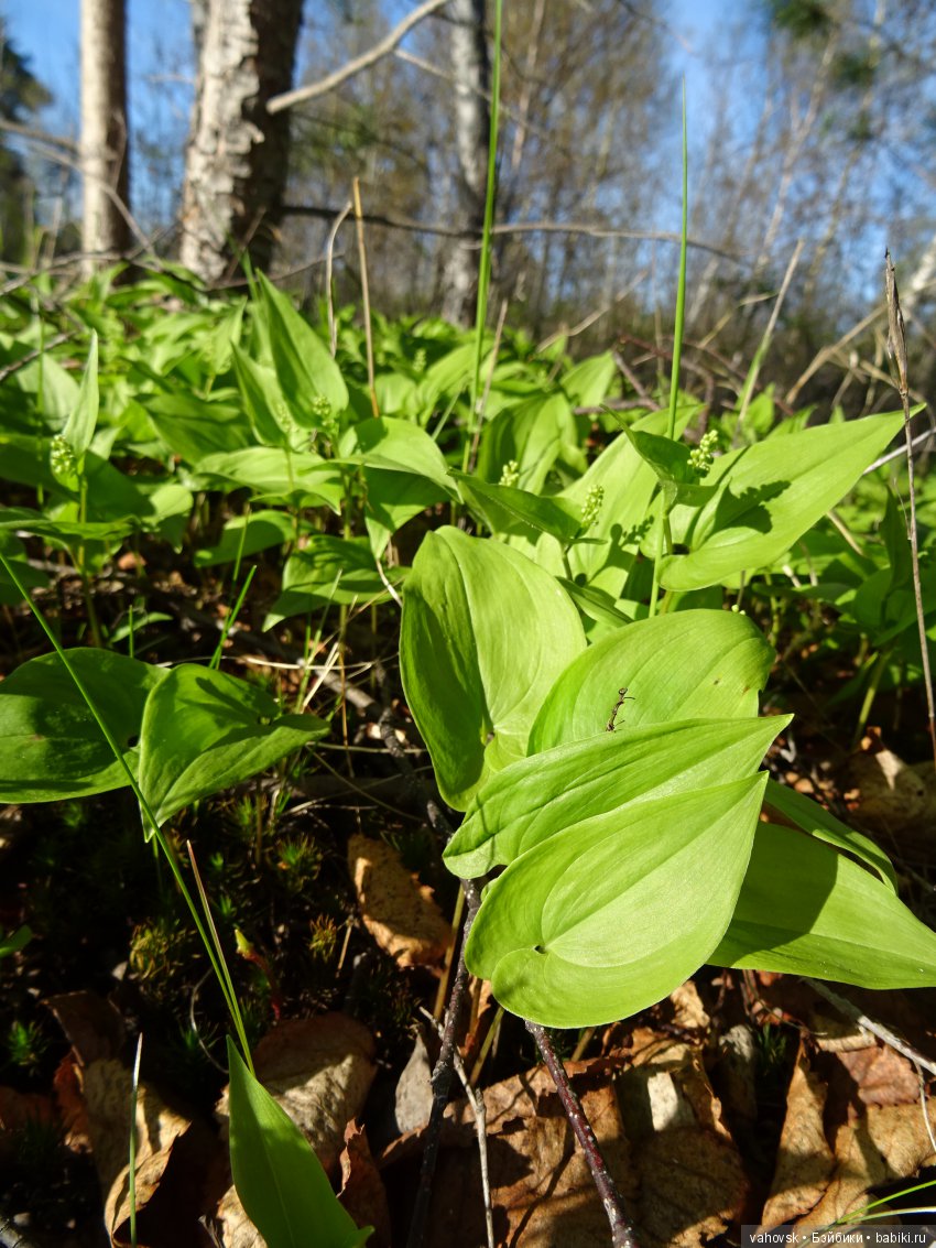 Последний звонок... Ура, каникулы! Здравствуй, лето