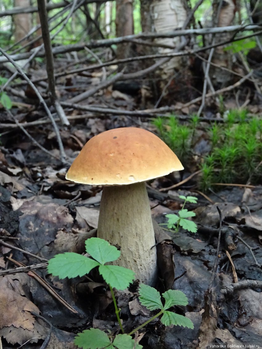 А у вас какое лето? Женька и её друзья