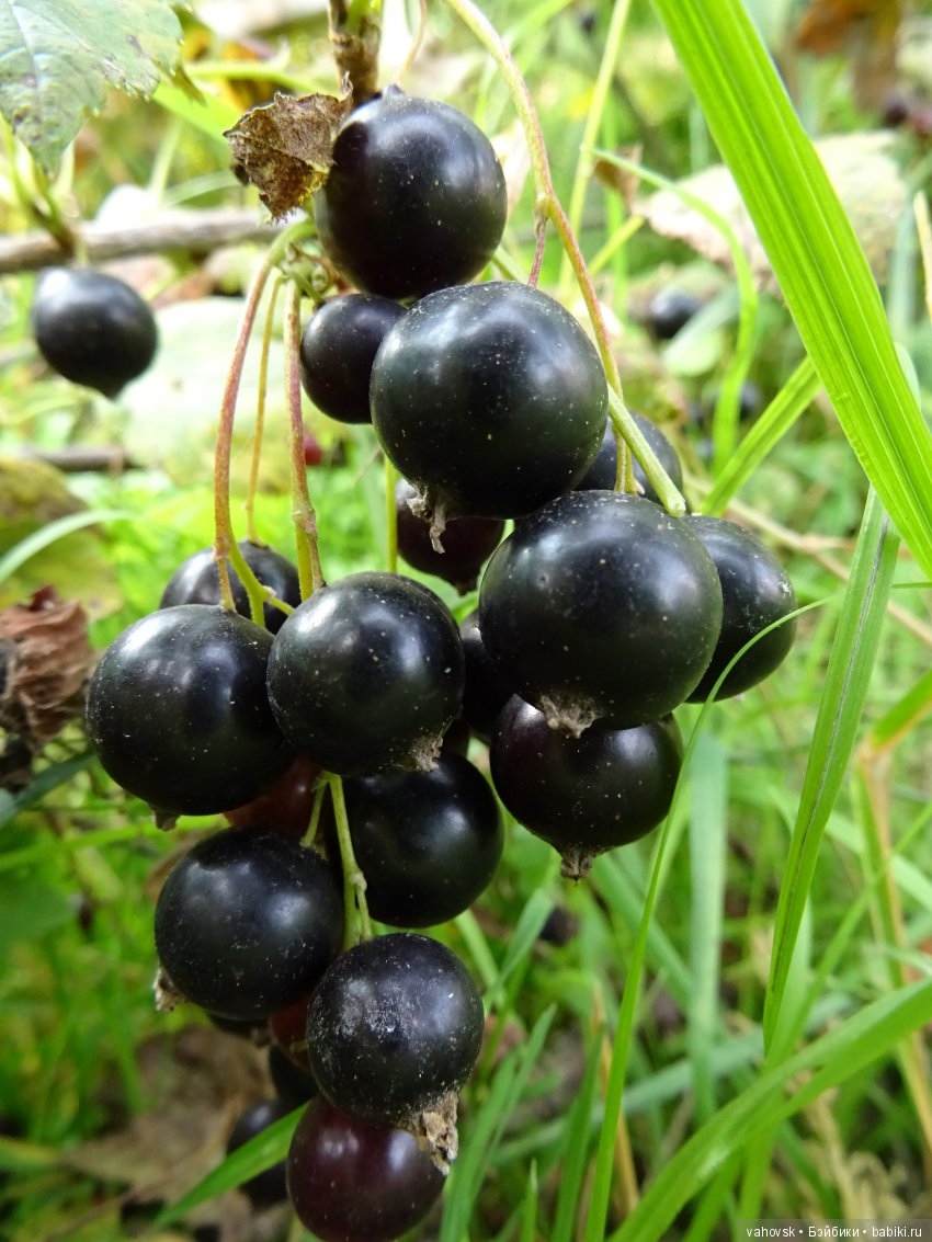 А у вас какое лето? Женька и её друзья