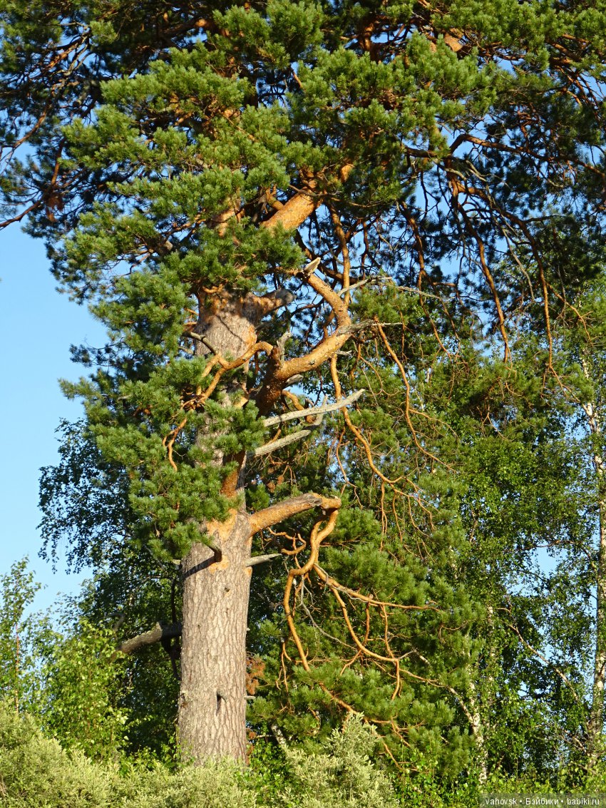 А у вас какое лето? Женька и её друзья