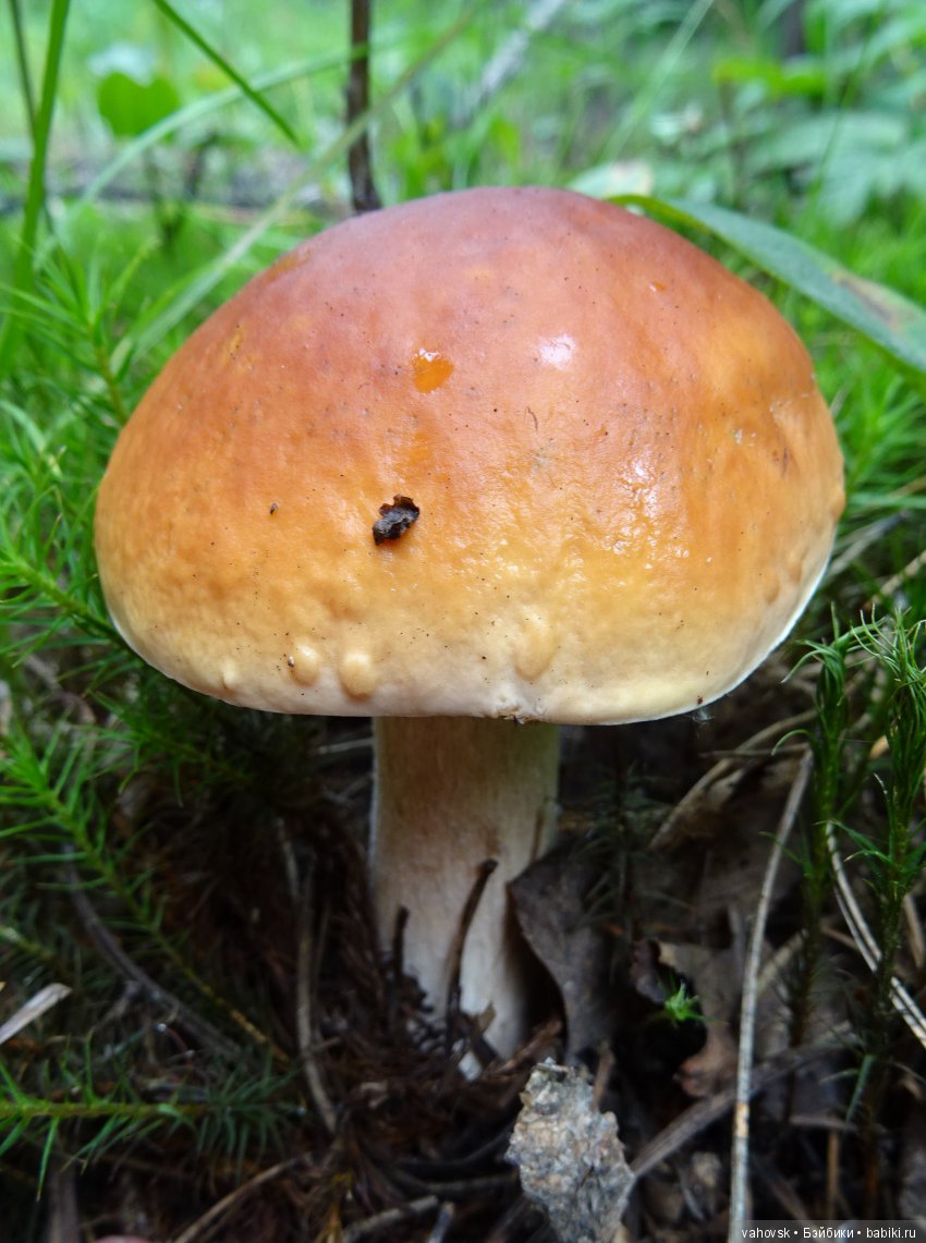 А у вас какое лето? Женька и её друзья