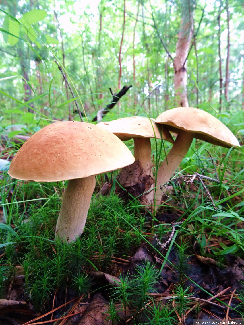 А у вас какое лето? Женька и её друзья